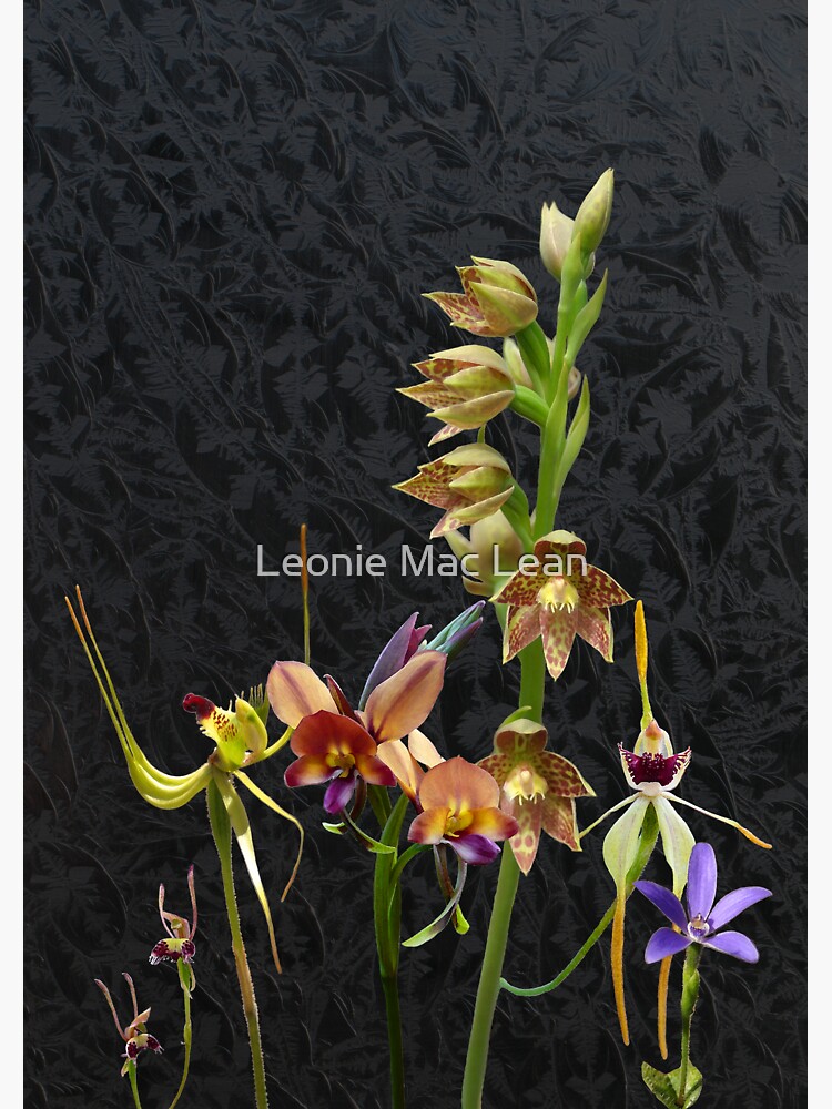 Native Australian Orchids Dunsborough 1 by yallmia