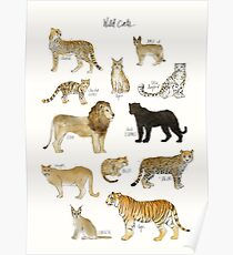 Póster Gatos salvajes