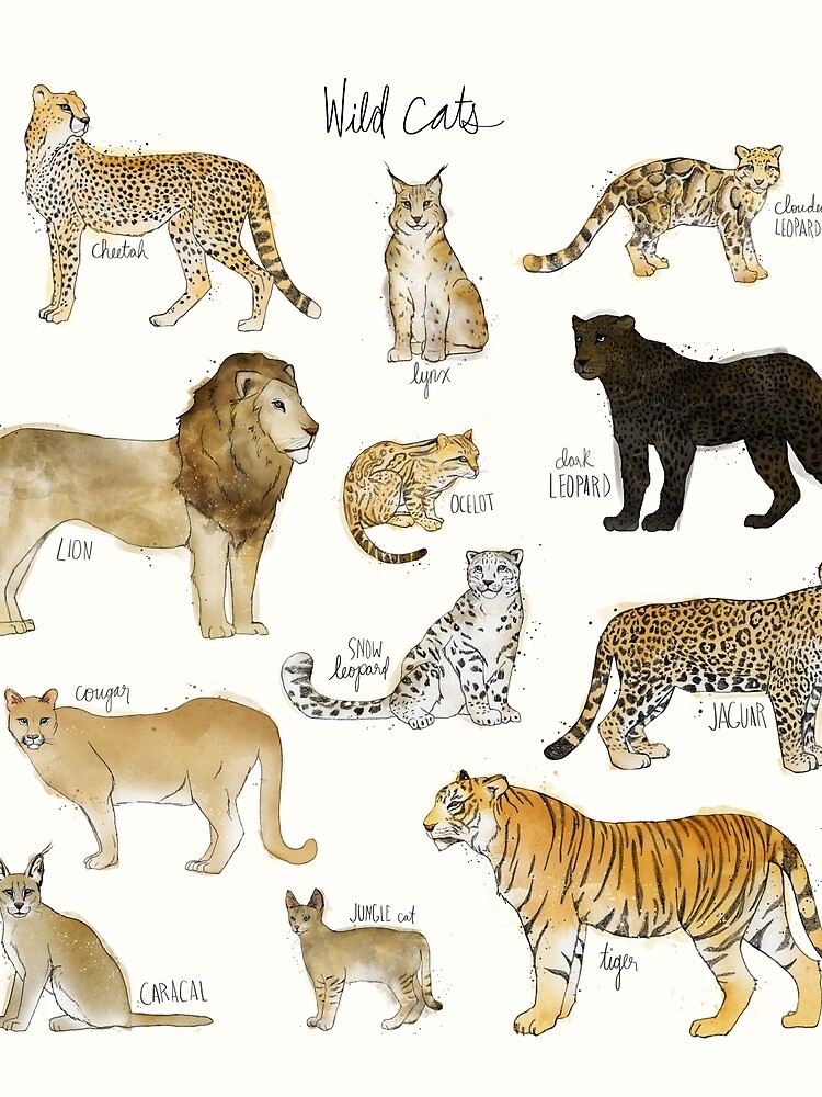 Wild Cats by AmyHamilton