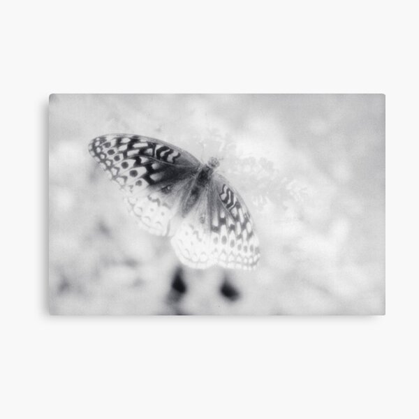 Infrared Butterfly Canvas Print