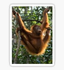 Orangutan Hanging Sticker