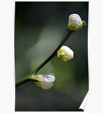 Japanese Bitter Orange Poster