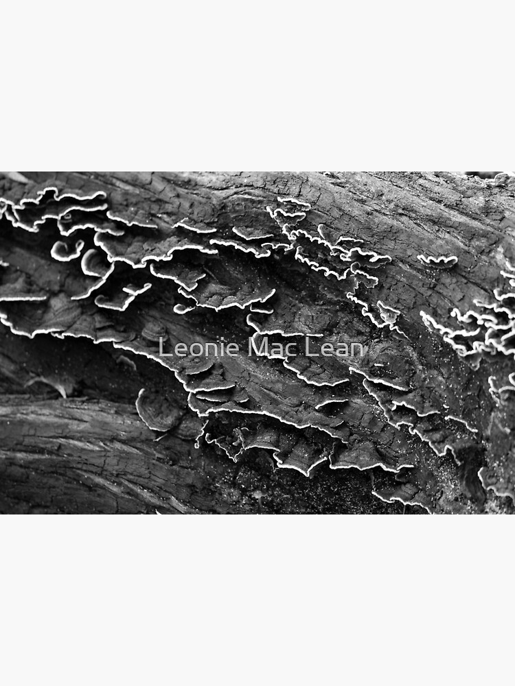 Black & White Fungi, Western Australia. by yallmia