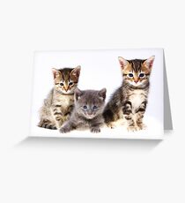 kittens Greeting Card