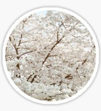 Tree In Bloom Sticker
