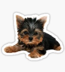 Pegatina Yorkie Pup