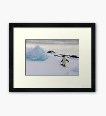 Penguin Framed Print