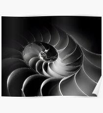 Nautilus Spiral in Intimate Light Poster