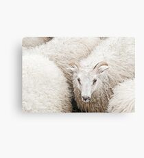 The fluff Canvas Print