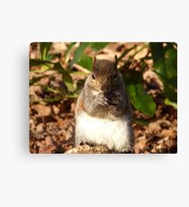 New Fur-iend. Canvas Print