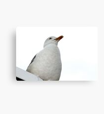 Hello !!!!! Canvas Print