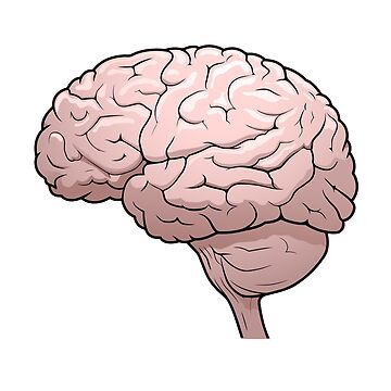 Human brain outline mental health hand drawing Vector Image