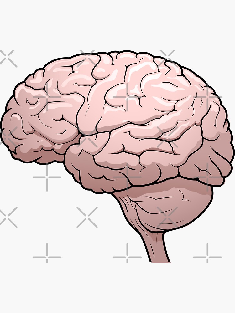 the human brain drawing