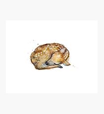 Sleeping Fawn Photographic Print