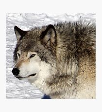Timberwolf Photographic Print