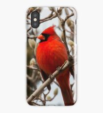 Cardinal in Pussy Willow iPhone Case
