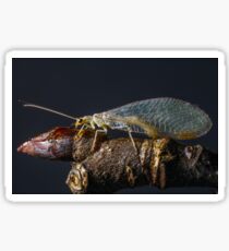 Insect Sticker