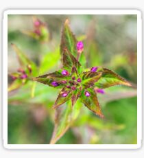 Purple, Pink & Green Sticker