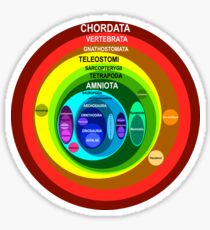 Chordata Sticker