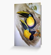 John Gould’s Monograph of the Ramphastidae, or Family of Toucans, published Greeting Card