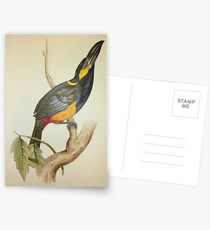 John Gould’s Monograph of the Ramphastidae, or Family of Toucans, published Postcards