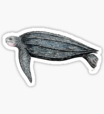 Pegatina Tortuga baula (Dermochelys coriacea)