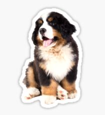 bernese mountain dog puppy Sticker