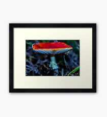 Beautiful Fungi Framed Print