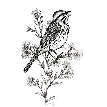 Song Sparrow with Aster Flowers - Realistic Bird Ink Illustration