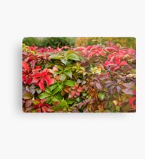 Denmark - Copenhagen - leaves on wall Metal Print