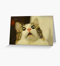 weird cat Greeting Card