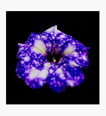 Famous Night sky Petunia Photographic Print