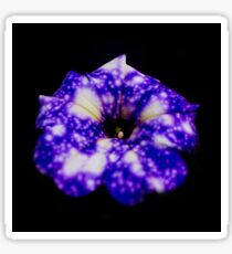 Famous Night sky Petunia Sticker