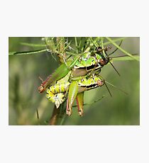 Mating Short Horned Grasshoppers Photographic Print