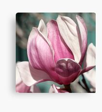 Magnolia 1 Canvas Print