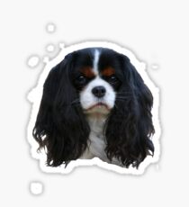 Tricolour Cavalier Sticker