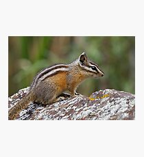 Chipmunk Photographic Print