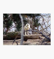 Arctic Wolf Photographic Print