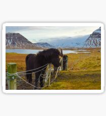 Islandpferde, Grundarfjordur, Snaefellsnes, Island Sticker