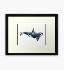 Orca Framed Print