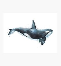 Orca Photographic Print