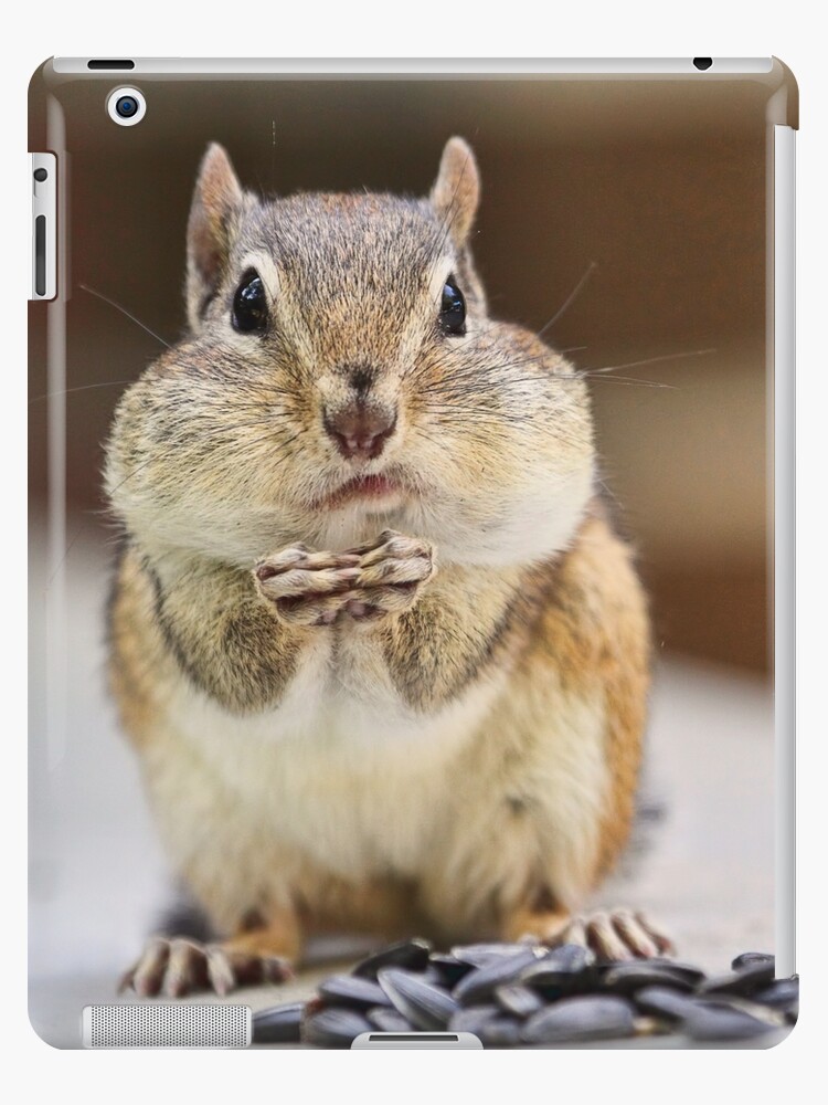 fat chipmunk fat chipmunk