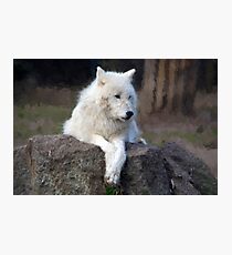 Arctic Wolf Photographic Print