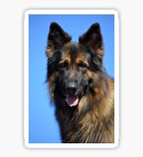 German shepherd head portrait Sticker