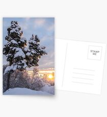 Hometree in Finland Postcards