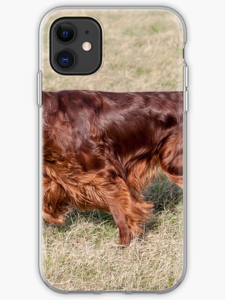 irish setter running