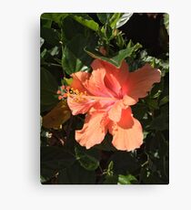 Hibiscus Canvas Print