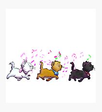 Kitten Trio Photographic Print