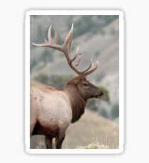 Bull Elk Sticker