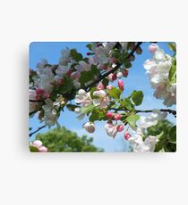 Blossoms Canvas Print